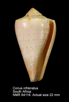 Conus infrenatus.jpg - Conus infrenatusReeve,1848